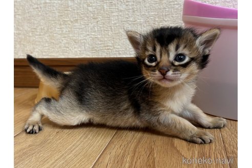 販売中の千葉県のソマリ-112461